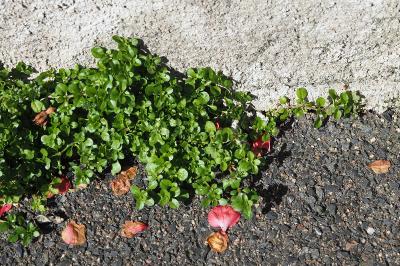 <i>Polycarpon tetraphyllum</i>