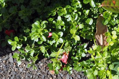 <i>Polycarpon tetraphyllum</i>