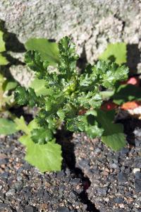 <i>Senecio vulgaris</i>