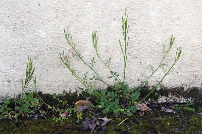 <i>Cardamine hirsuta</i>