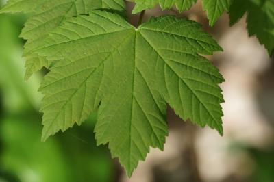 <i>Acer pseudoplatanus</i>