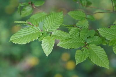 <i>Carpinus betulus</i>