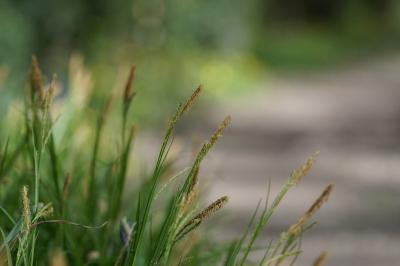 <i>Carex sylvatica</i>
