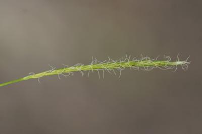 <i>Carex sylvatica</i>