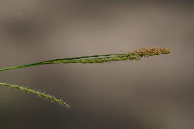 <i>Carex sylvatica</i>