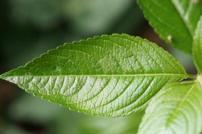 <i>Mercurialis perennis</i>