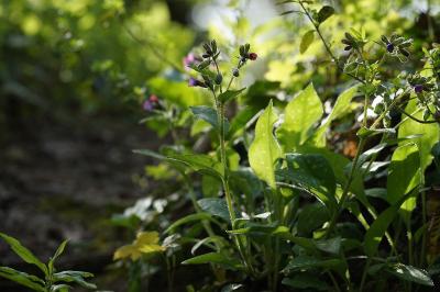 <i>Pulmonaria affinis</i>