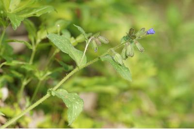 <i>Pulmonaria affinis</i>
