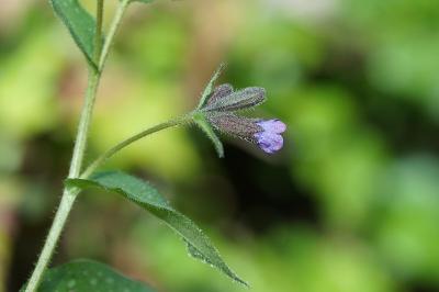 <i>Pulmonaria affinis</i>