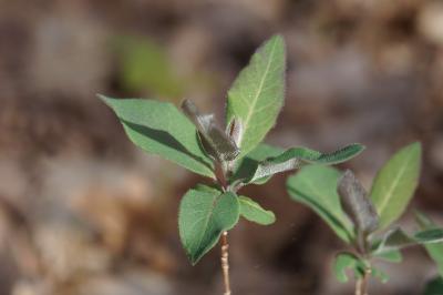 <i>Lonicera periclymenum</i>