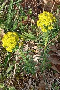<i>Euphorbia cyparissias</i>