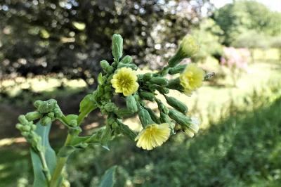 <i>Lactuca serriola</i>