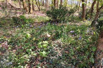 <i>Hyacinthoides non-scripta</i>