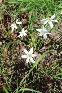 <i>Ornithogalum umbellatum</i>
