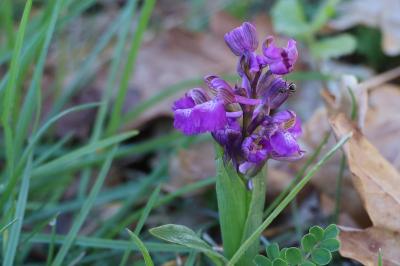 <i>Anacamptis morio</i>
