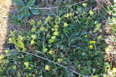 <i>Potentilla verna</i>