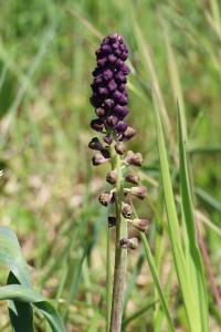 <i>Muscari comosum</i>