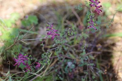 <i>Fumaria officinalis</i>