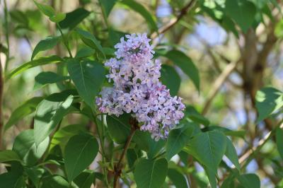 <i>Syringa vulgaris</i>