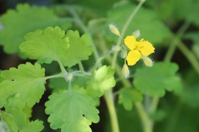 <i>Chelidonium majus</i>