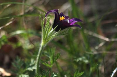 <i>Pulsatilla vulgaris</i>