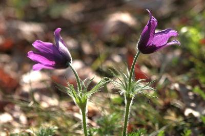 <i>Pulsatilla vulgaris</i>
