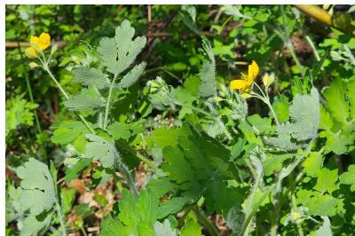 <i>Chelidonium majus</i>