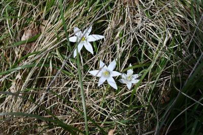 <i>Ornithogalum divergens</i>