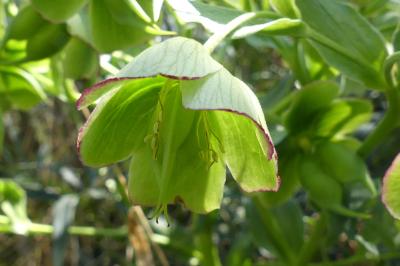 <i>Helleborus foetidus</i>
