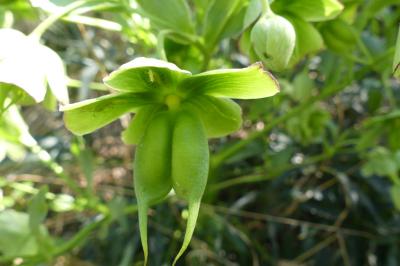 <i>Helleborus foetidus</i>