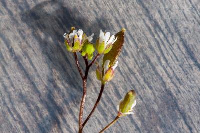 <i>Draba verna</i>