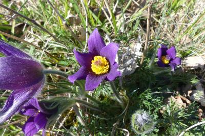 <i>Pulsatilla vulgaris</i>