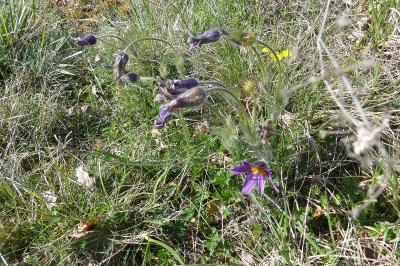 <i>Pulsatilla vulgaris</i>