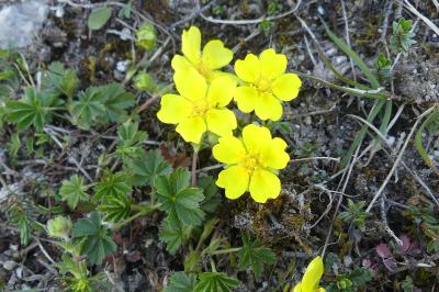 <i>Potentilla verna</i>
