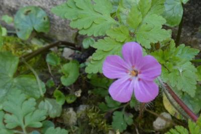 <i>Geranium robertianum</i>