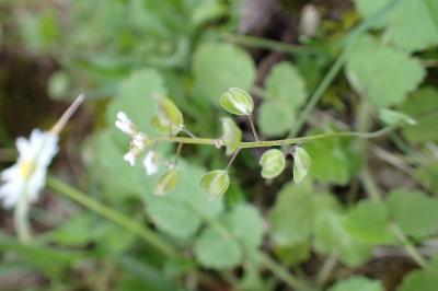 <i>Microthlaspi perfoliatum</i>