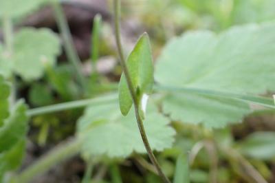 <i>Microthlaspi perfoliatum</i>
