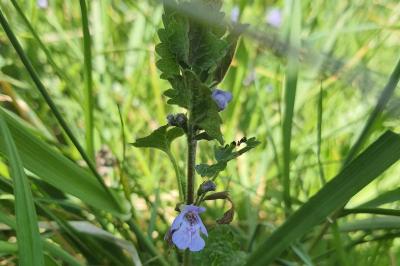 <i>Glechoma hederacea</i>