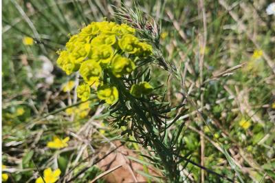 <i>Euphorbia cyparissias</i>