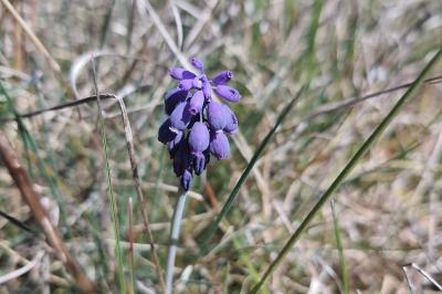 <i>Muscari neglectum</i>