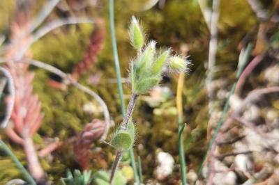 <i>Cerastium brachypetalum</i>