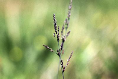 <i>Milium vernale subsp. scabrum</i>