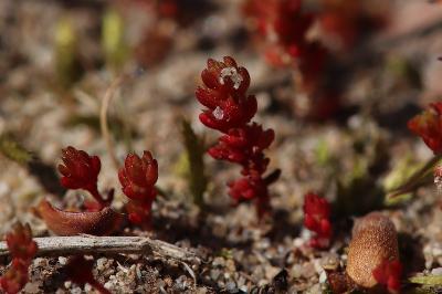 <i>Crassula tillaea</i>