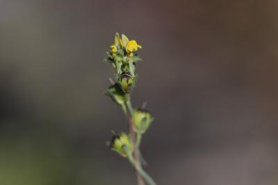 <i>Linaria simplex</i>