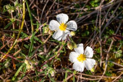 <i>Helianthemum apenninum</i>