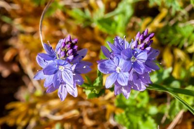 <i>Veronica orsiniana</i>