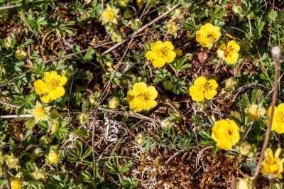<i>Potentilla verna</i>