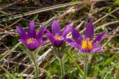 <i>Pulsatilla vulgaris</i>