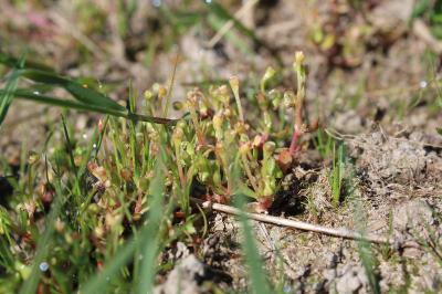 <i>Montia fontana</i>