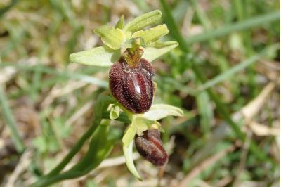 <i>Ophrys aranifera</i>